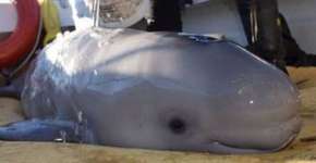 Turistas salvam baleia recém-nascida encalhada em praia