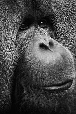 Foto: Sarah Kilshaw, vencedora na categoria 