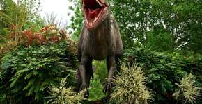 Foto: (Mike Bird/Pexels)