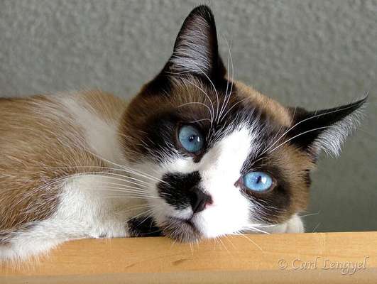 Foto: Google/Reprodução