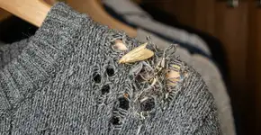 Como prevenir traças no guarda-roupas: 3 soluções naturais e caseiras