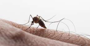 Dengue no RJ dispara 587%, com mais de 9 mil casos em três semanas