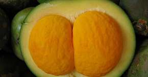 Foto: (Imagem sem texto alternativo disponivel ID [1835618])