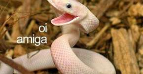 Foto: (Imagem sem texto alternativo disponivel ID [1025984])