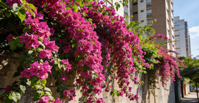 Foto: (Imagem sem texto alternativo disponivel ID [2726623])