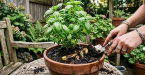 Estas 5 plantas adoram casca de banana: crescem mais rápido, ficam mais fortes e mais bonitas