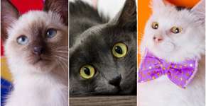 Foto: (Imagem sem texto alternativo disponivel ID [1034469])