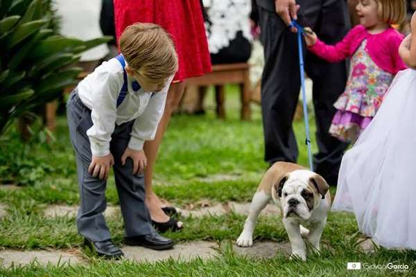 Cachorros de diferentes raças e tamanhos e compõe as fotos do book do casamento ou na própria cerimônia (imagem: Giovani Garcia) 