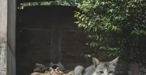 Saiba como solicitar o Registro Geral do Animal