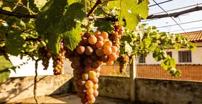 Foto: (Imagem sem texto alternativo disponivel ID [2728164])