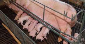 Campanha pede fim de prática que maltrata animais na cadeia da Seara