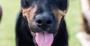 Página na internet que registra estilos de cães nas ruas vira livro