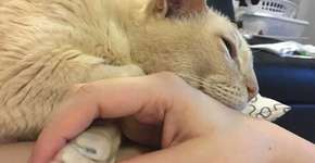 Gato adotado só consegue dormir se dona segurar sua pata