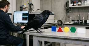 Corvos superam macacos em um teste de inteligência que até então se acreditava ser exclusivo de humanos