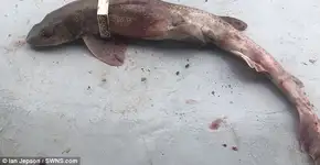 Peixe morre após ficar preso em peça de Lego no Reino Unido