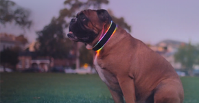 Foto: (Imagem sem texto alternativo disponivel ID [933570])