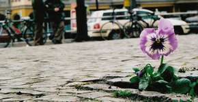 Projeto planta flores nos locais em que alguém já foi vítima de homofobia