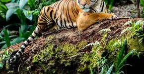 Maiores felinos do mundo: 8 curiosidades sobre os tigres