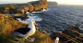 Foto: (Imagem sem texto alternativo disponivel ID [1519906])