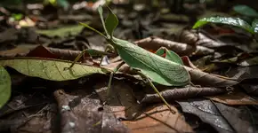 Foto: (Imagem sem texto alternativo disponivel ID [2705135])