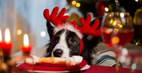 Foto: (Imagem sem texto alternativo disponivel ID [2684556])