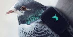 Foto: (Imagem sem texto alternativo disponivel ID [1060756])