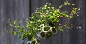 Foto: (Imagem sem texto alternativo disponivel ID [1210743])