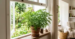 Uma planta que pode ser cultivada em vaso e que afasta mosquitos naturalmente sem precisar de repelente