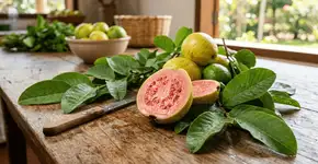 Foto: (Imagem sem texto alternativo disponivel ID [2762372])