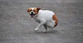 Foto: (Imagem sem texto alternativo disponivel ID [887160])