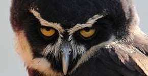 Foto: (Imagem sem texto alternativo disponivel ID [1866749])