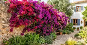 A trepadeira que cresce em qualquer solo e transforma muros e grades em cascatas de flores o ano todo