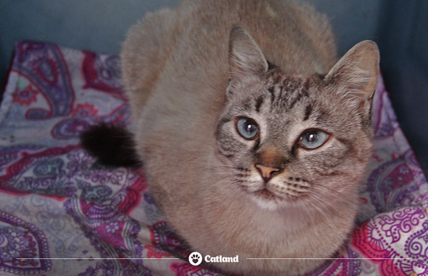 Os gatinhos resgatados pela Catland