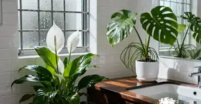 Cinco plantas que purificam o ar e previnem o mofo em casa