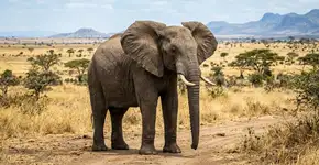 Não é ficção científica: um animal consegue ouvir sons a uma distância de 160 quilômetros