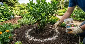 Demorei muito para entender por que o adubo não deve ser colocado encostado no caule das plantas