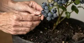 Foto: (Imagem sem texto alternativo disponivel ID [2715735])