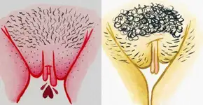 Ilustrações celebram a beleza e a diversidade da vagina