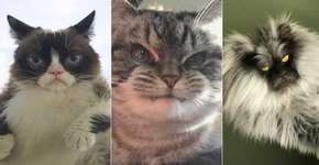 Top 5 gatos com cara de bravo que bombam no Instagram