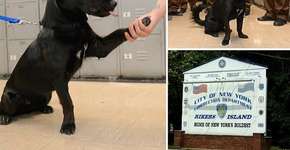 Presídio nos EUA estimula menores infratores a cuidar de cães