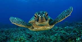 20 fotos para você sentir vontade de estar debaixo d’água