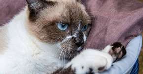 Gata tetraplégica será 1ª a testar tratamento com canabidiol no Brasil