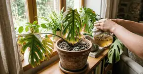 Foto: (Imagem sem texto alternativo disponivel ID [2752895])