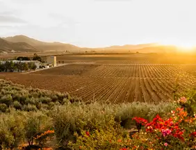 Viagem: Roteiro de enoturismo revela outra face de Los Cabos