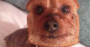 16 posts com cachorros que vão deixar seu dia mais feliz