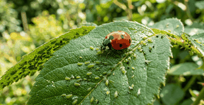 Foto: (Imagem sem texto alternativo disponivel ID [2762376])