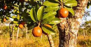 Foto: (Imagem sem texto alternativo disponivel ID [2700144])