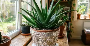 Aloe vera: O truque com papel alumínio que a transforma