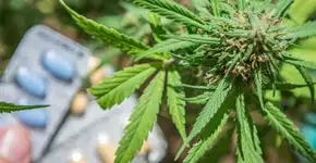 Foto: (Getty Images/iStockphoto)