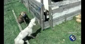 Foto: (Imagem sem texto alternativo disponivel ID [1868896])